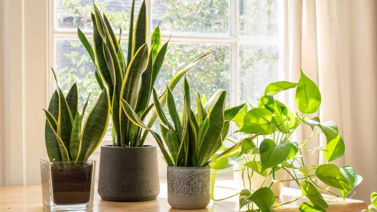 Plantas que Purificam o Ar e Como Cuidar Delas em Casa