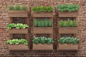 Dedique 10 minutos do seu dia para cuidar de sua horta