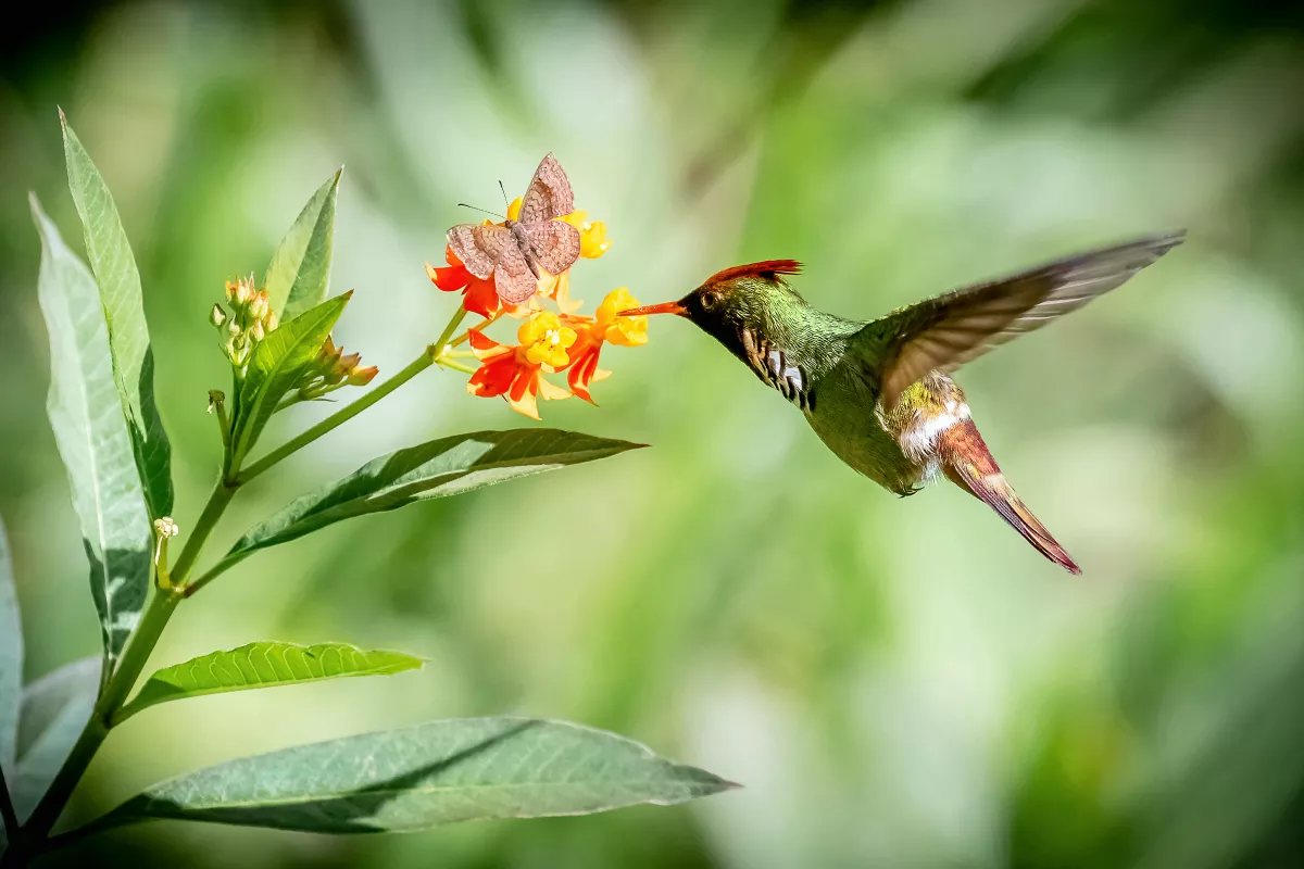 Como Atrair Pássaros e Borboletas para o Seu Jardim
